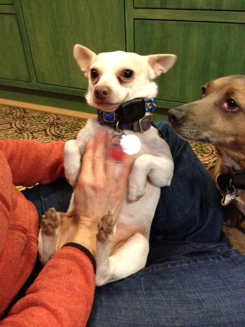 Giving Reiki to my chihuahua Percy